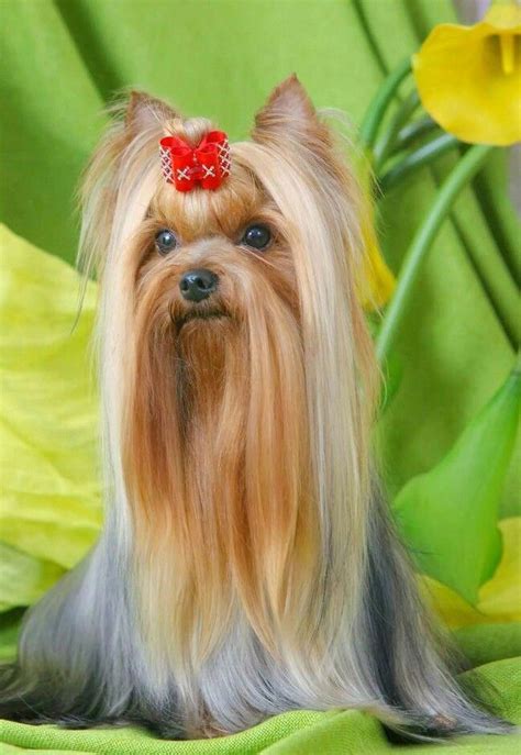 Yorkie #yorkshireterrierhaircut | Yorkshire terrier puppies, Yorkie hairstyles, Yorkie haircuts