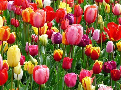 Free Images : nature, blossom, light, flower, petal, bloom, tulip, color, colorful, flowers ...
