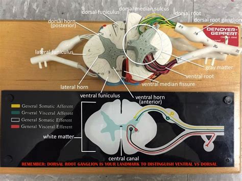 anterior view of spinal cord - labeled (doesn't show meningeal coverings) | Nervous system ...