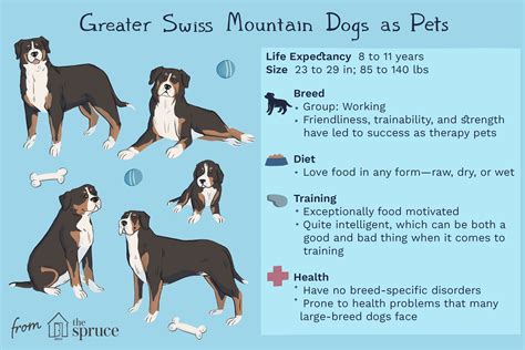 Do Greater Swiss Mountain Dog Bark A Lot