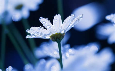 White petaled flowers with dew drops HD wallpaper | Wallpaper Flare