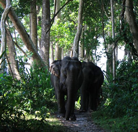 Wildlife Tourism in Andaman & Nicobar Island | Andaman Holiday Tour