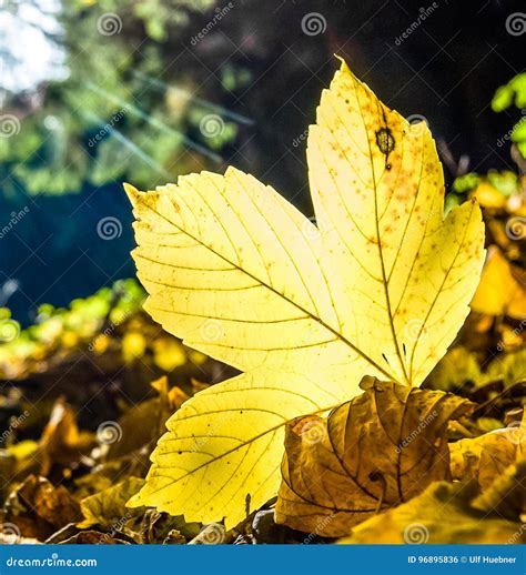 View on Yellow Chestnut Leaf in Autumn Landscape Stock Photo - Image of environmental ...