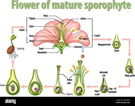 Diagram showing flower of mature sporophyte illustration Stock Vector Image & Art - Alamy