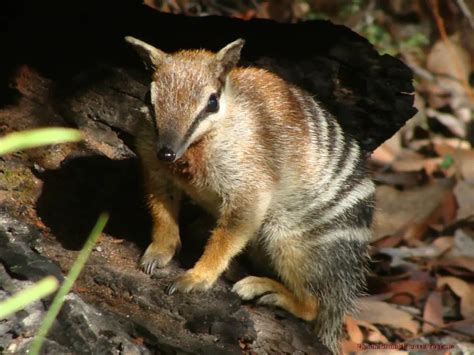 Endangered Animals in Australia | List of 6 Critically Endangered Animals