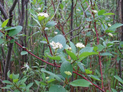 Red-Osier Dogwood - Learning Portal