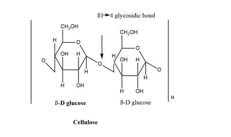 Polysaccharide: Definition, classification, and 4 reliable function ...