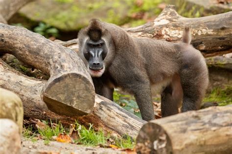 Free Photo | Drill monkey mandrillus leucophaeus resting in the nature ...