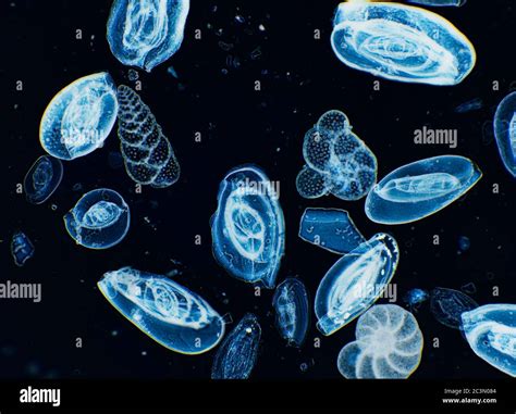 Foraminifera tests, amoeboid protists from Adriatic Sea, microscope view Stock Photo - Alamy