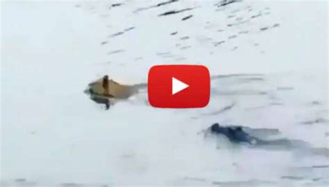 Lion vs Crocodile Fight: Lion escapes from dangerous Crocodile in Water ...