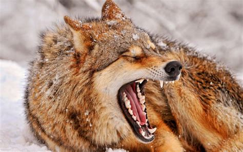 HD Angry Wolf Wallpaper | Download Free - 112957