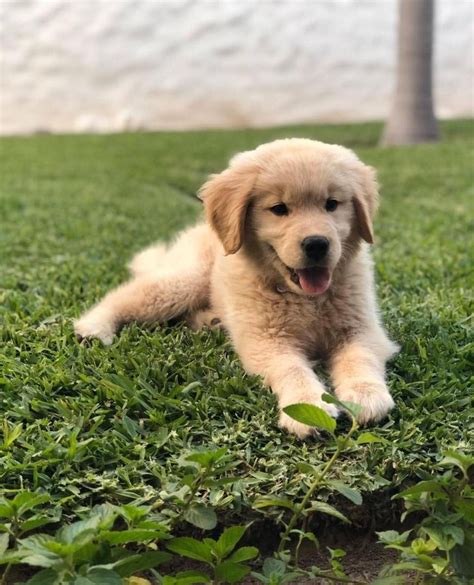 Golden Retriever Puppies For Sale | Green Field Goldens dogs