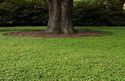 Plante COUVRE sol - un tableau de couleurs naturelles dans votre jardin - Archzine.fr