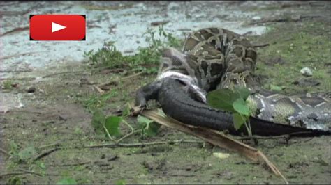 Anaconda eating crocodile 2019 - YouTube