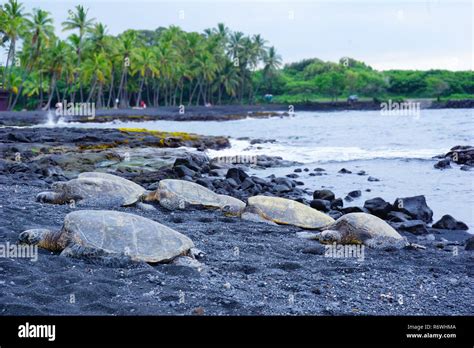 Punalu´u Black sand beach, turtles on the beach, Hawaii, The Big Island ...