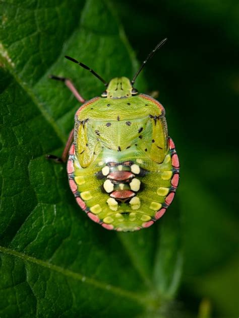 A Southern Green Shield Bug Sitting on a Leaf Stock Photo - Image of ...