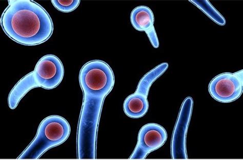 Clostridium Tetani - CODEINEP