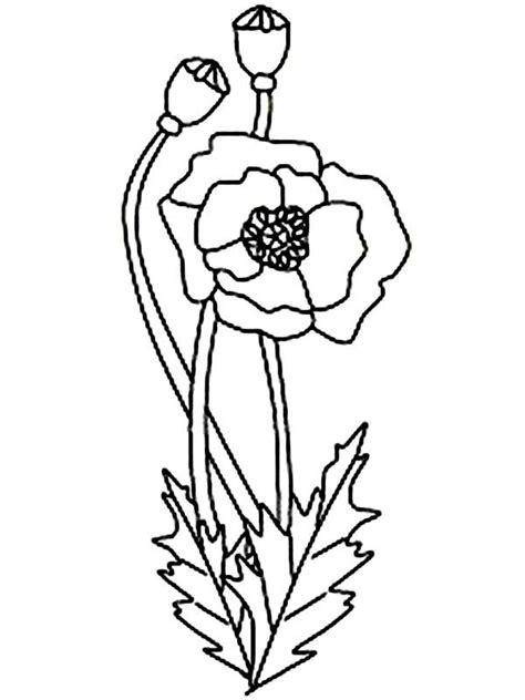 Simple Poppy Drawing at GetDrawings | Free download