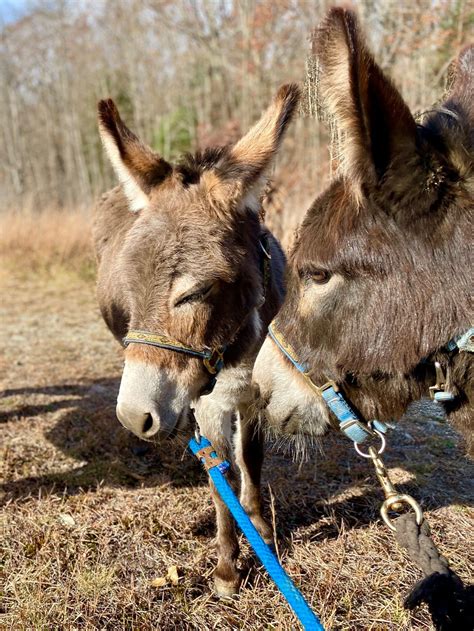 Donkey Walks - Walk-a-Donk at Clover Brooke Farm — % Llama Alpaca Hikes near me