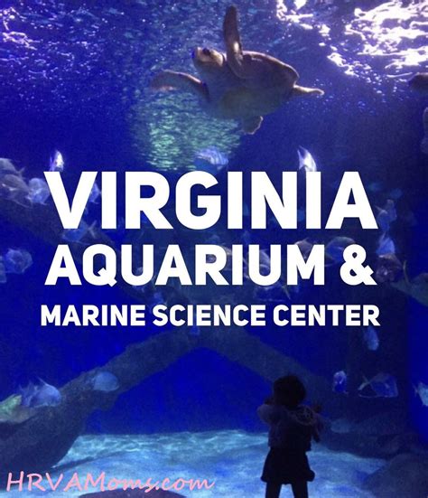 Virginia Aquarium #VaBeach HRVAMoms.com | Virginia beach aquarium ...