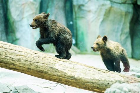 Bear cubs playing stock photo. Image of cute, arctos - 156061598