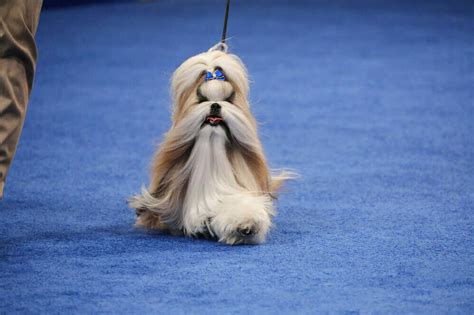 The 2023 National Dog Show winner is Stache the Sealyham terrier : NPR