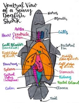 Dogfish Shark Diagram by Adele Marie | Teachers Pay Teachers