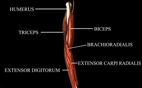 Anatomy Of Elbow Muscles