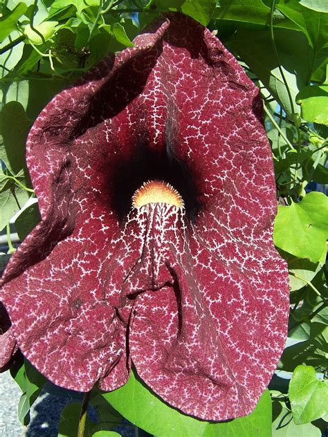 Pfeifenblumen,Pfeifenwinde - Aristolochia macrophylla | online kaufen