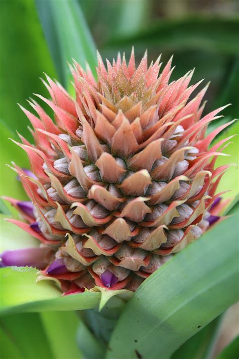 Pineapple Flowering, Pollination, and Pruning - Wikifarmer