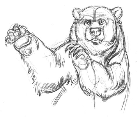 Bear Pencil Drawing at GetDrawings | Free download