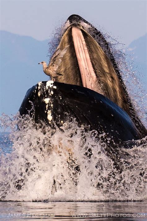 The huge mass erupting from the ocean is the open mouth of a humpback whale. The "hair" on top ...