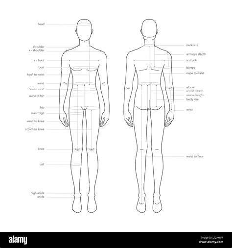 Sorazmerno Moteče Radovednost body measurements for men Britev Mehanik Odstopanje