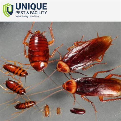 Effective Cockroach Prevention Tips for Homeowners | by Krithika Uniquepest | Oct, 2023 | Medium