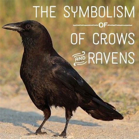 Raven and Crow Symbolism and Meaning | American crow, Crows ravens, Crow