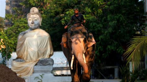 In Thailand, a white elephant fit for a new king | Euronews