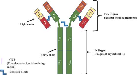 Monoclonal Antibodies Structure