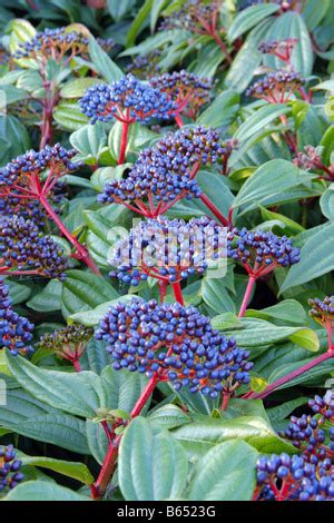 Viburnum davidii ,blue berries, winter spring, fruits, garden plant ...