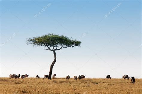 Wildebeest herd Masai Mara Kenya Africa ⬇ Stock Photo, Image by © STYLEPICS #38782429