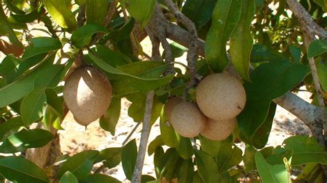 The Health Benefits of Chikoo (Chickoo) or Sapodilla Fruit | CalorieBee