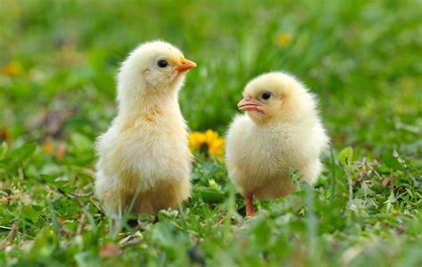 Just 9 Precious Pictures of Baby Chickens - ChooseVeg