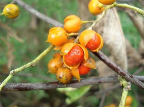 How to Grow American Bittersweet, a Native Plant, for Winter Interest | Dengarden