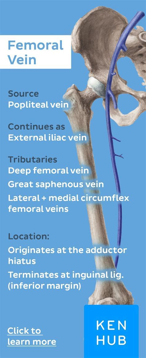 Memorize the source, continuation and tributaries of the femoral vein with our #veinfacts ...