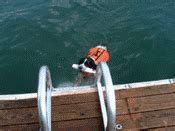 Aluminum Dog Stairs for Docks | Dog stairs, Dog ladder, Lake time