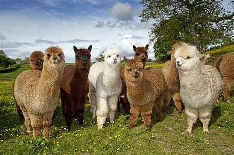 pics if llamas - LLAMA"S ARE AWESOME