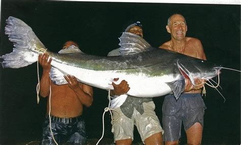 Big Fishes of the World: PIRAIBA CATFISH (Brachyplatystoma filamentosum)