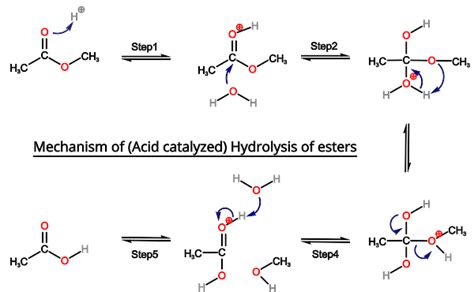 Acid Catalyzed Hydrolysis Mechanism