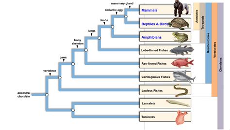 Solved Draw a Phylogenetic Tree for Phylum Chordata. Include | Chegg.com