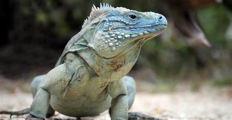 Blue Iguana Animal Facts | Cyclura lewisi | AZ Animals