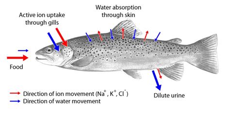 What is the Difference Between Osmoregulators and Osmoconformers ...